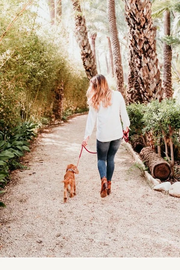 How to Train a Reactive Dog Tips from a Dog Behaviourist