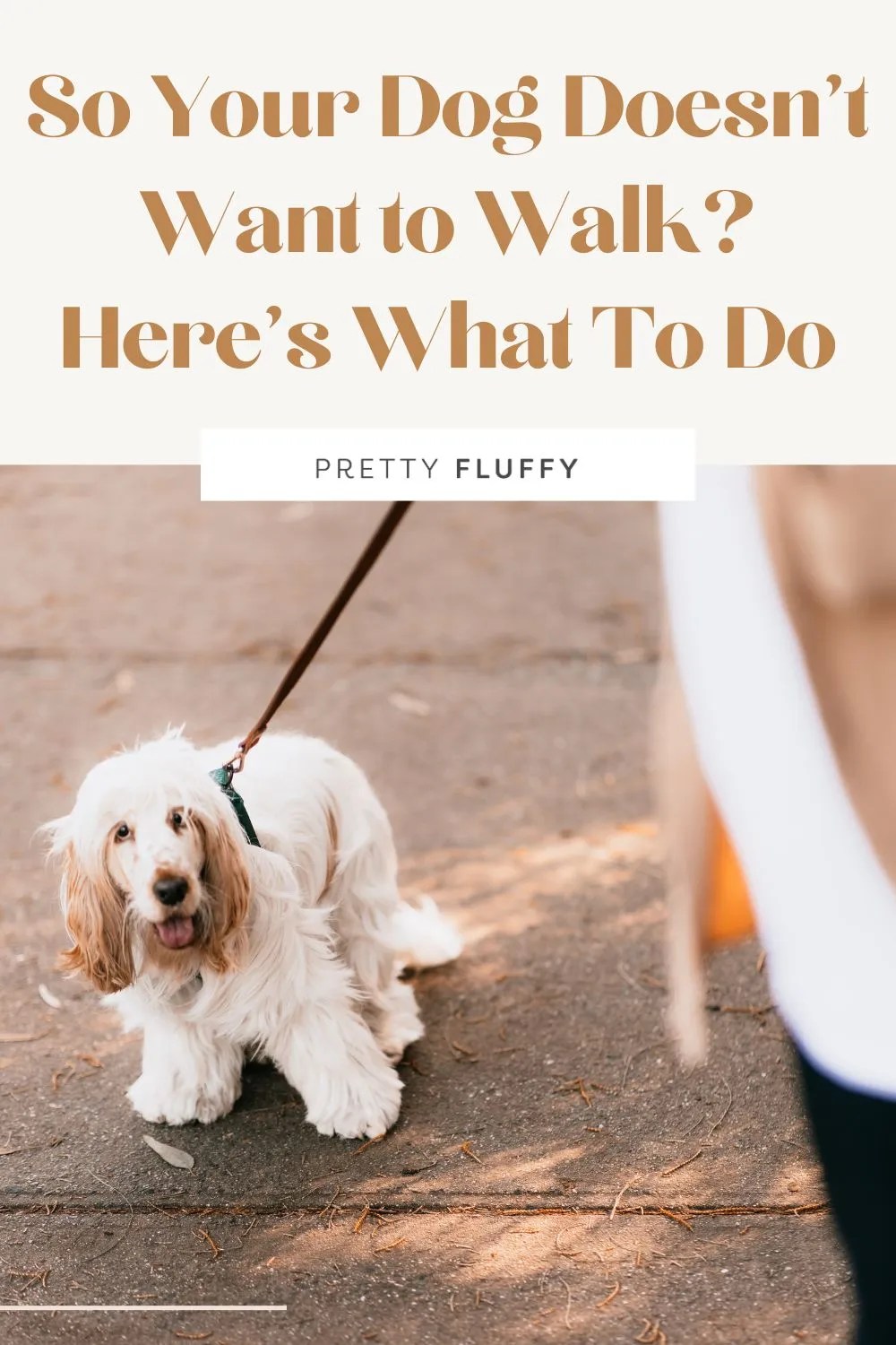 Does your dog not want to walk? Here’s what to do Home Friends