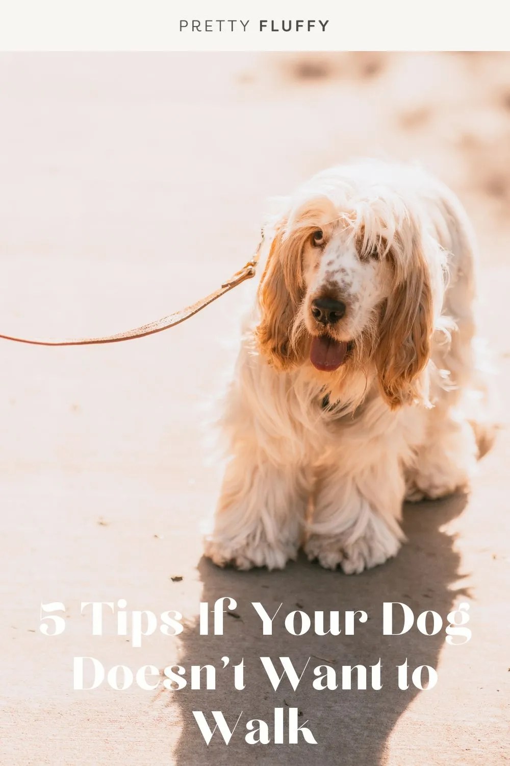 Does your dog not want to walk? Here’s what to do Home Friends
