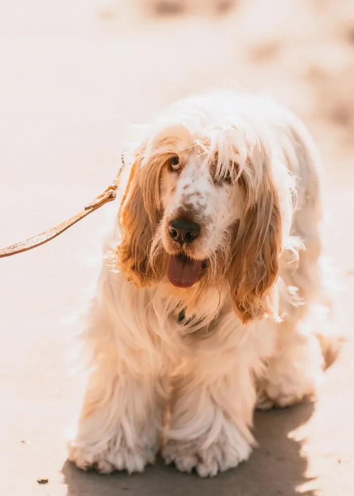 How to Stop Your Puppy Jumping and Biting Puppy Training Pretty Fluffy