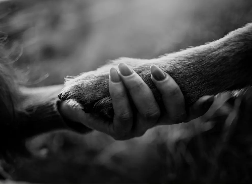 When to Put Your Dog Down How to Know it's the Right Time