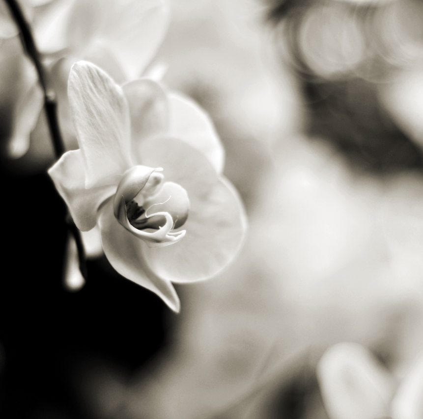 Three Methods for Toning Black & White Images in