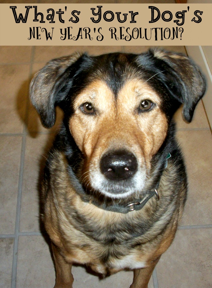 What Are Your Dog's New Year's Resolutions? milkbone