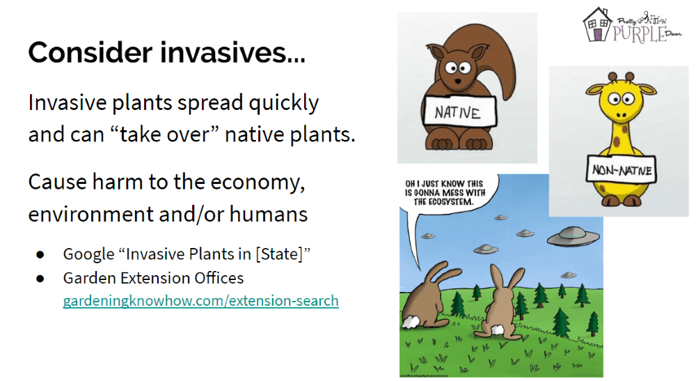 Why Do Giraffes Have Purple Tongues? YouTube