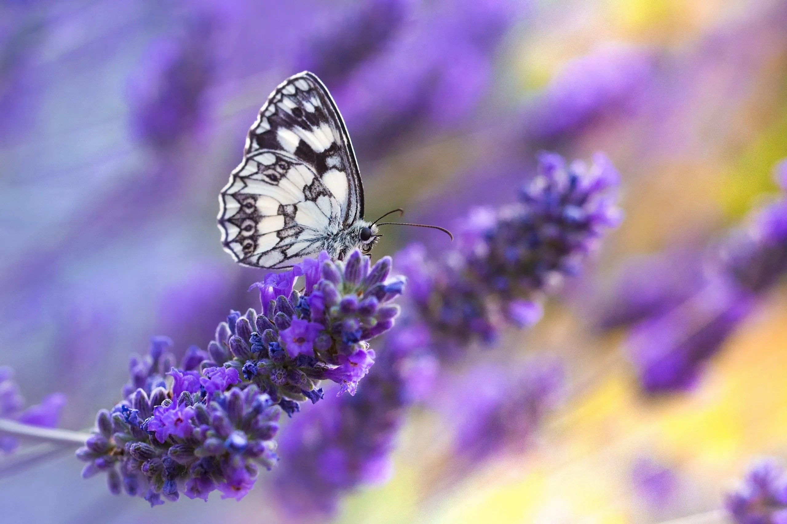 Memorial Butterfly Release Prevention is Key