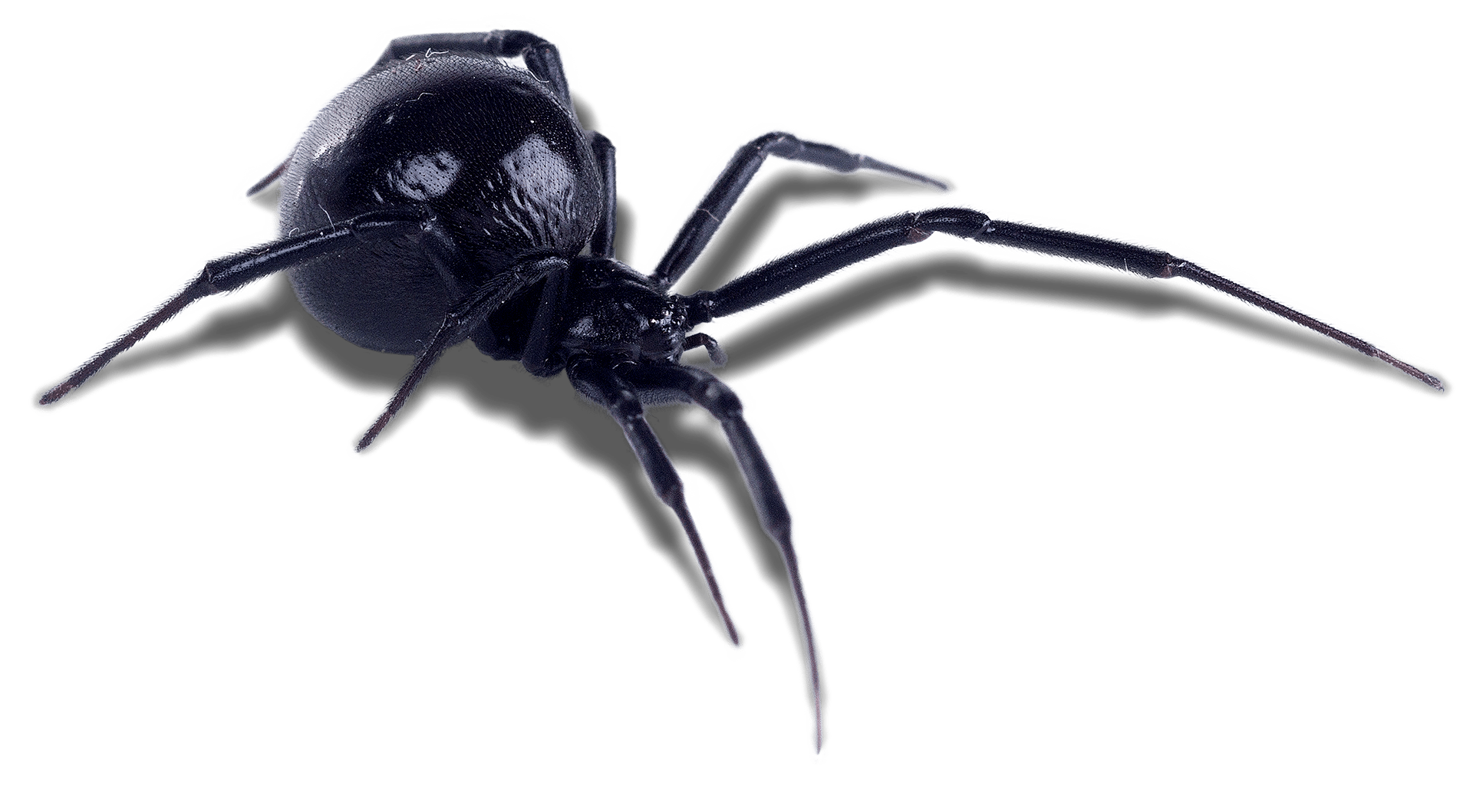 Residential Bug Exterminator Preventive Pest & Rodent Control