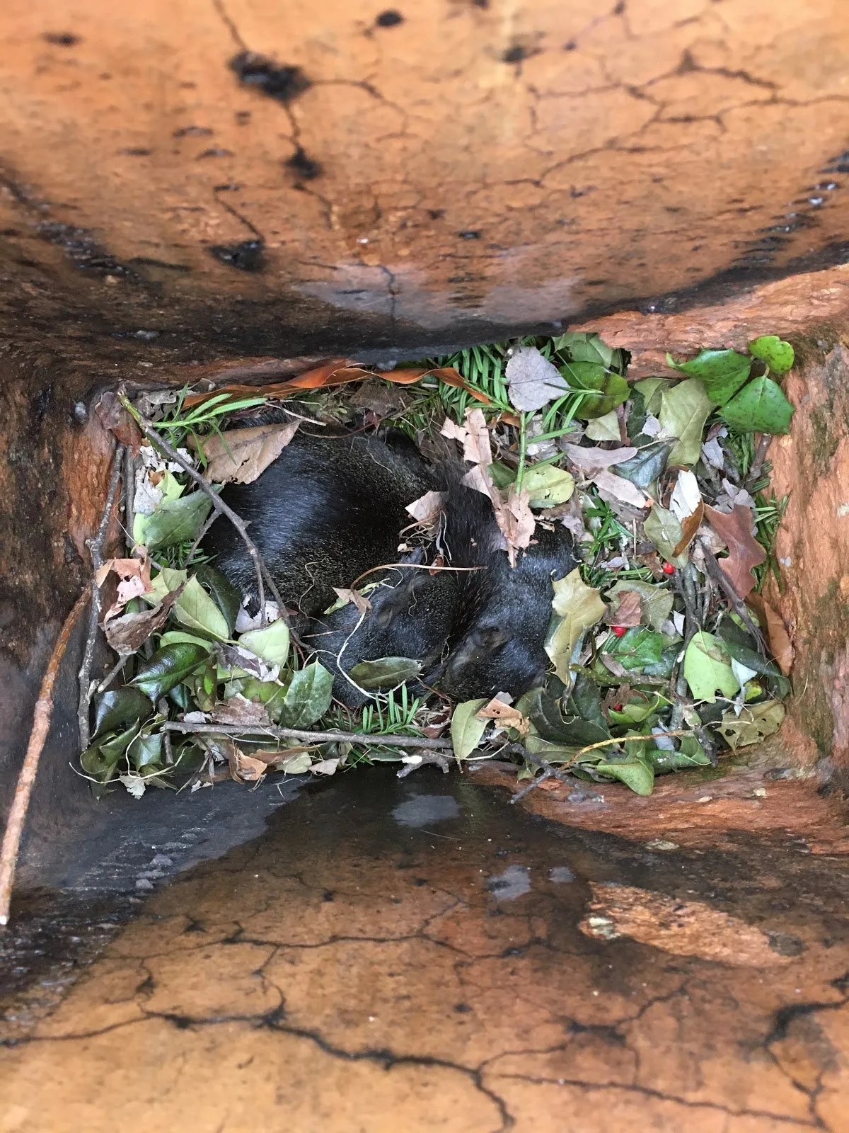 Chimney Cap Installation Priddy Chimney Sweeps