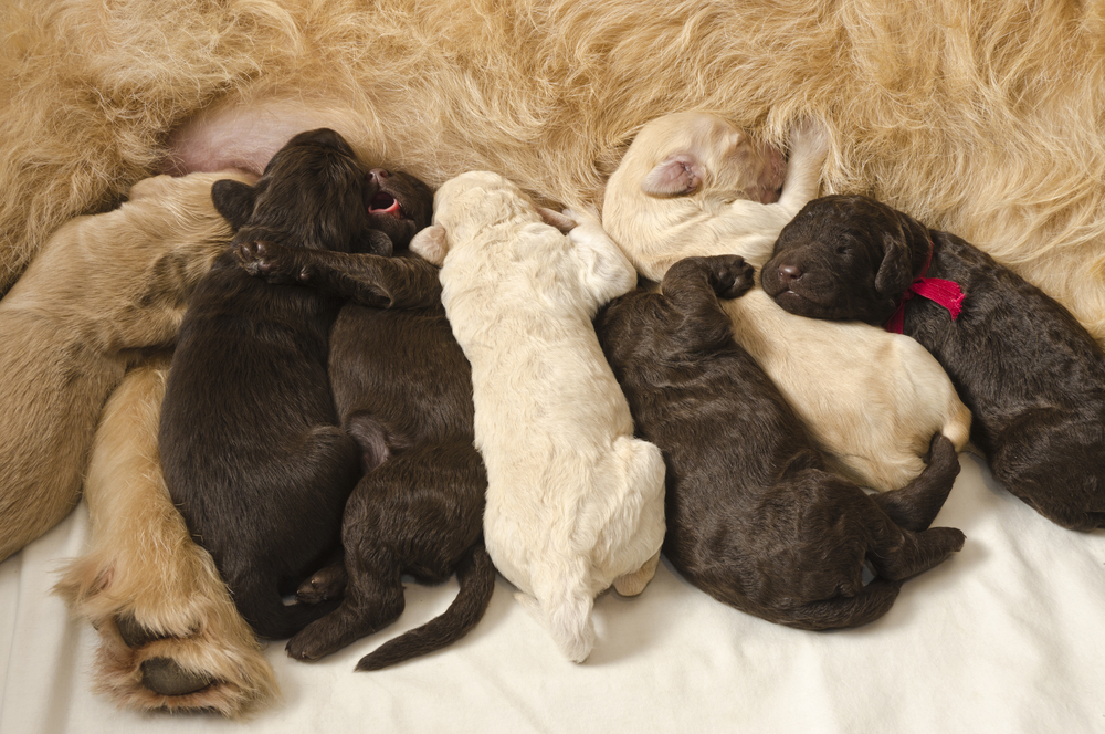 Guide on How To Pick a Labradoodle Puppy From a Litter P&P
