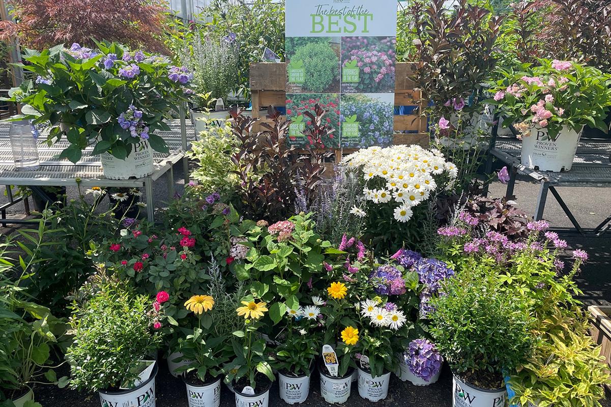 Brand Display Progarms and Promotions