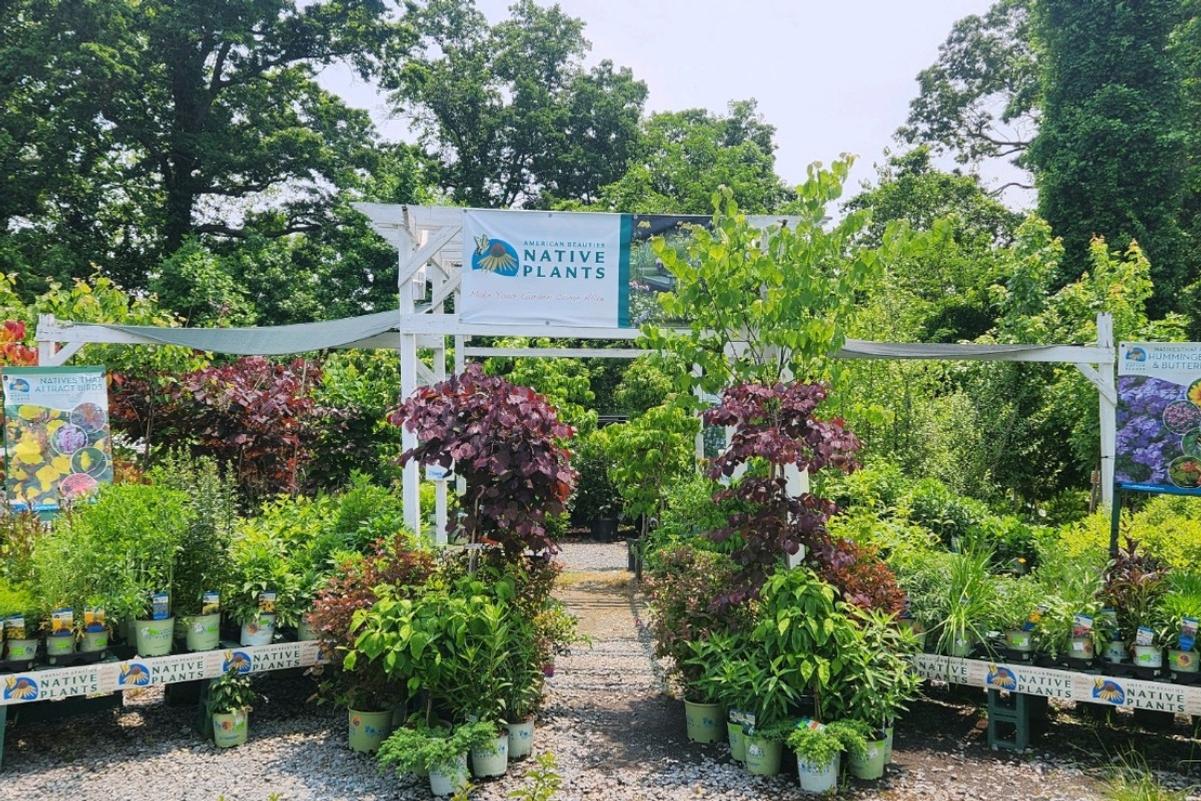 Brand Display Progarms and Promotions