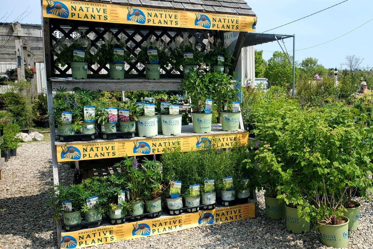 Brand Display Progarms and Promotions