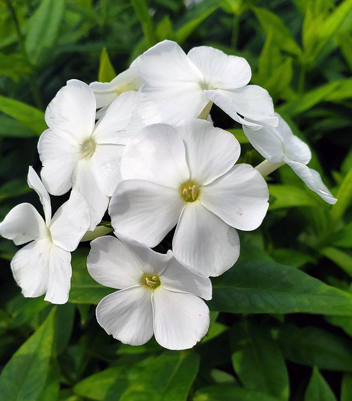 Phlox Volcano® White Volcano® White Garden Phlox from Prides Corner Farms