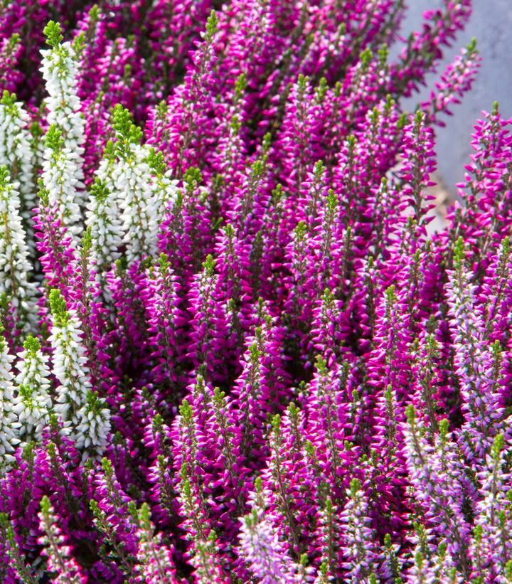 Calluna vulgaris Beauty Ladies® Lynn Beauty Ladies® Lynn Heather from