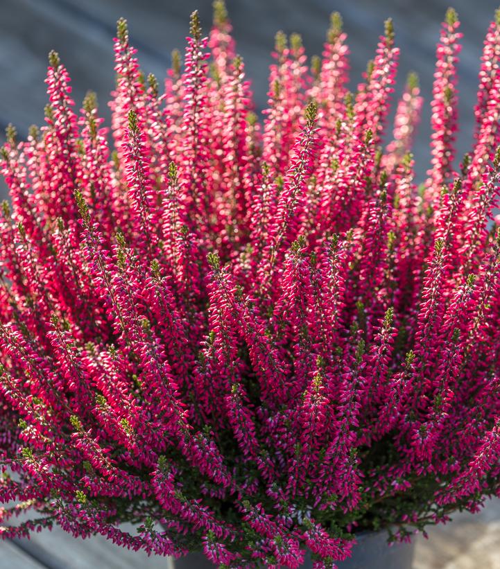 Calluna vulgaris Beauty Ladies® Scarlet Beauty Ladies® Scarlet Heather