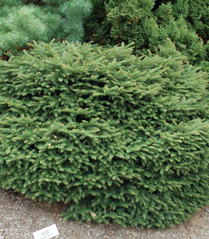 Picea abies Nidiformis Birds Nest Spruce from Prides Corner Farms