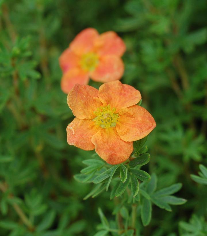 Potentilla fruticosa 'Red Ace' Red Ace Cinquefoil from Prides Corner Farms