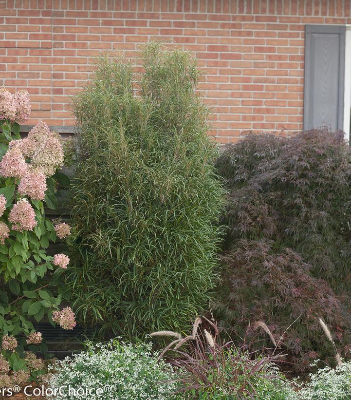 Rhamnus frangula 'Fine Line®' Fine Line® Buckthorn from Prides Corner Farms