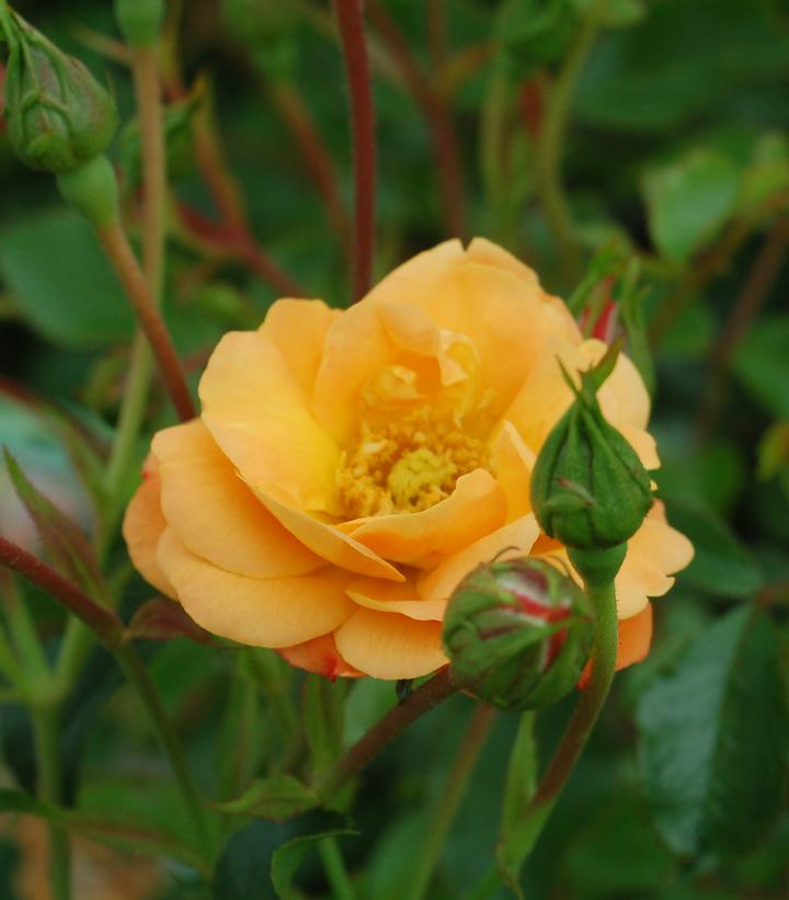 Rosa Flower Carpet Amber Amber Flower Carpet Rose from Prides Corner Farms