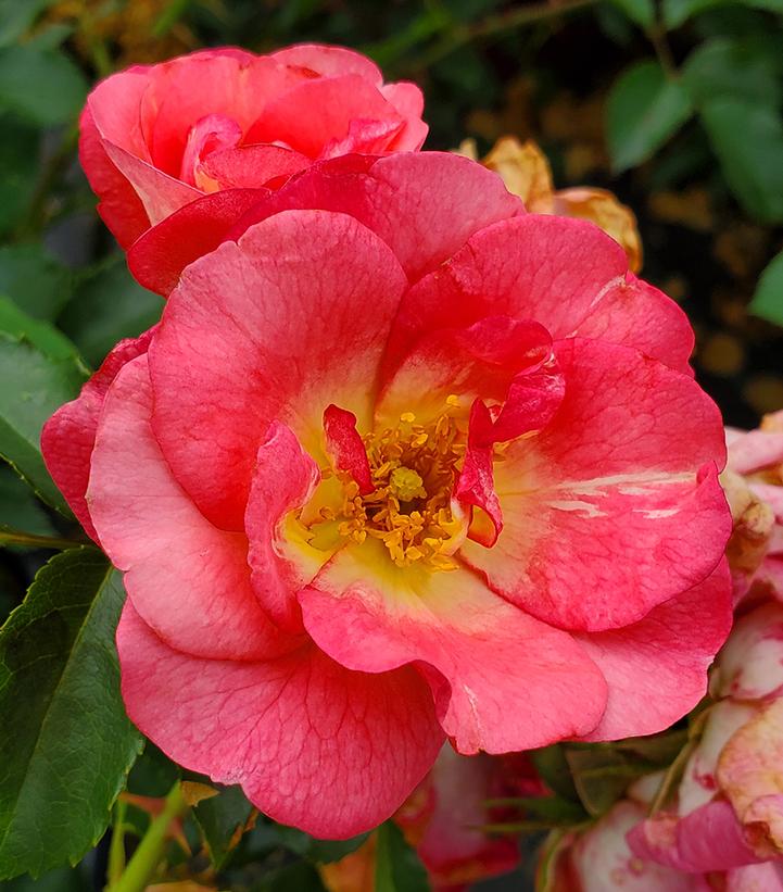 Rosa Easy Elegance® Sunrise Sunset Sunrise Sunset Rose from Prides