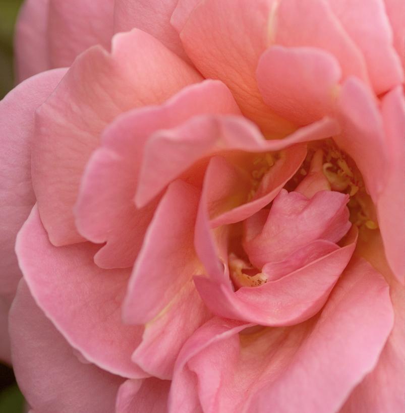 Rosa 'Kiss Me' Kiss Me Rose from Prides Corner Farms