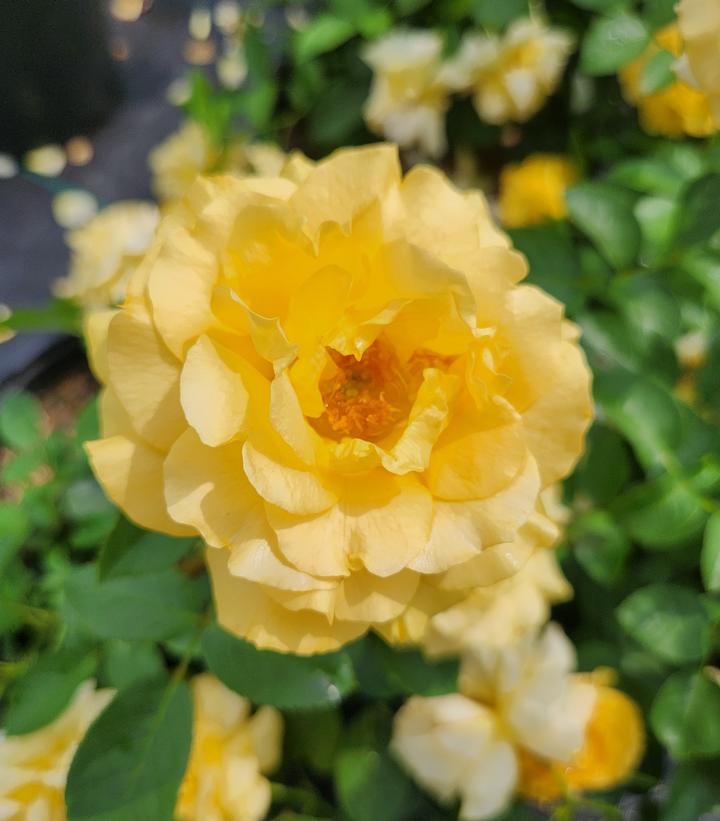Rosa EasytoLove® Julia Child™ Julia Child™ Floribunda Rose from