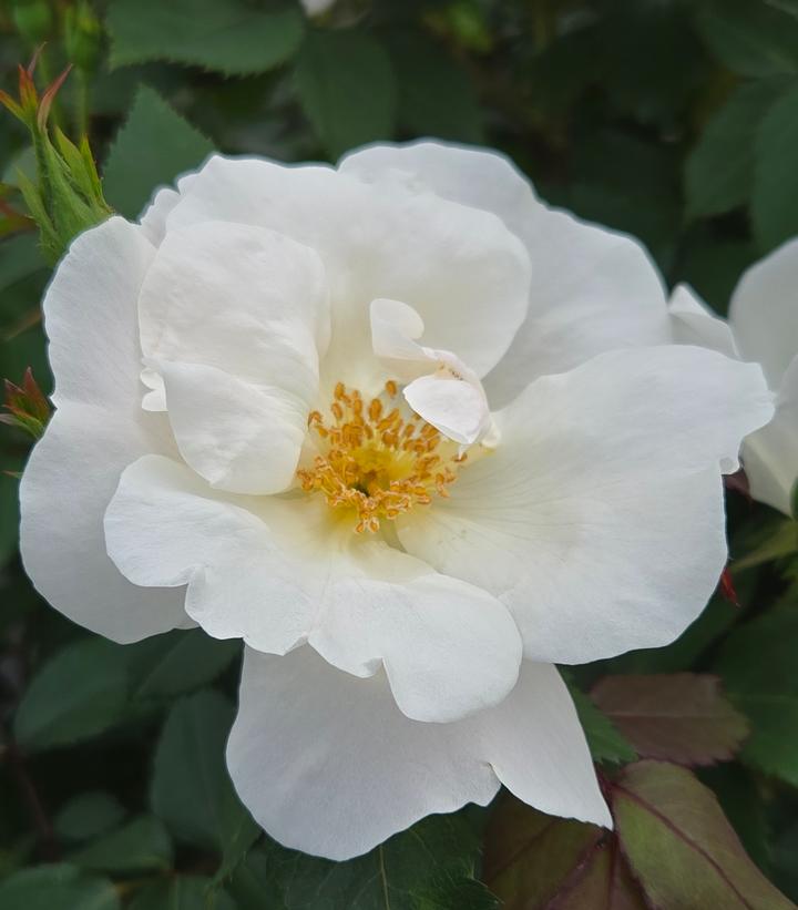 Rosa White Knock Out® White Knock Out® Rose from Prides Corner Farms