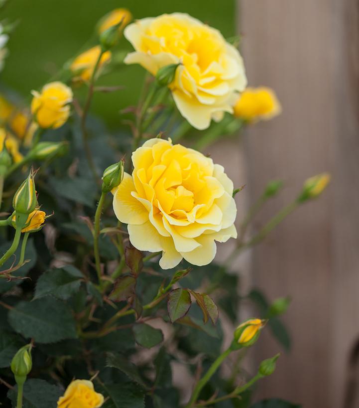 Rosa Easy Elegance® Yellow Submarine Yellow Submarine Rose from Prides