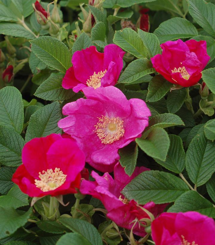 Rosa rugosa Rugosa Rose from Prides Corner Farms