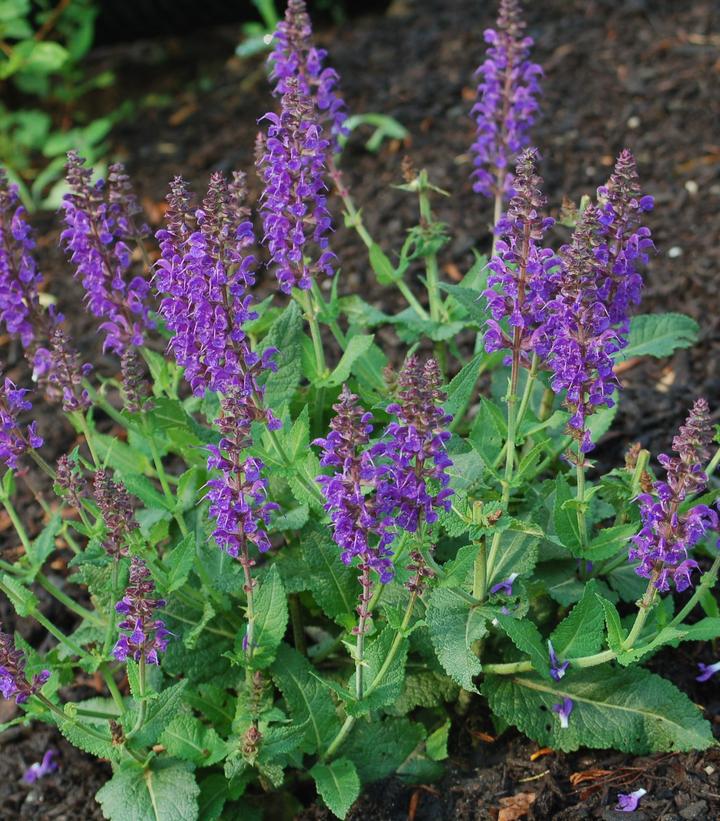 Salvia May Night May Night Meadow Sage from Prides Corner Farms