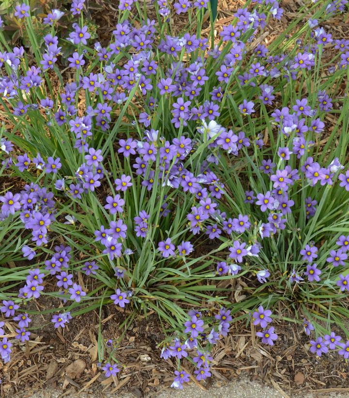 Sisyrinchium angust. 'Lucerne' Lucerne BlueEyed Grass from Prides