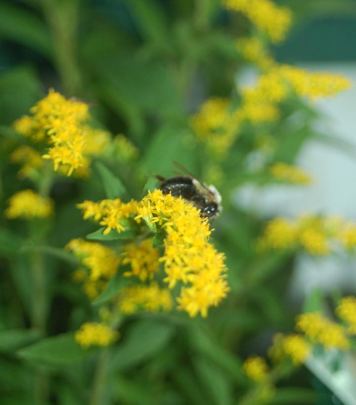 Solidago rugosa Fireworks Fireworks Goldenrod from Prides Corner Farms