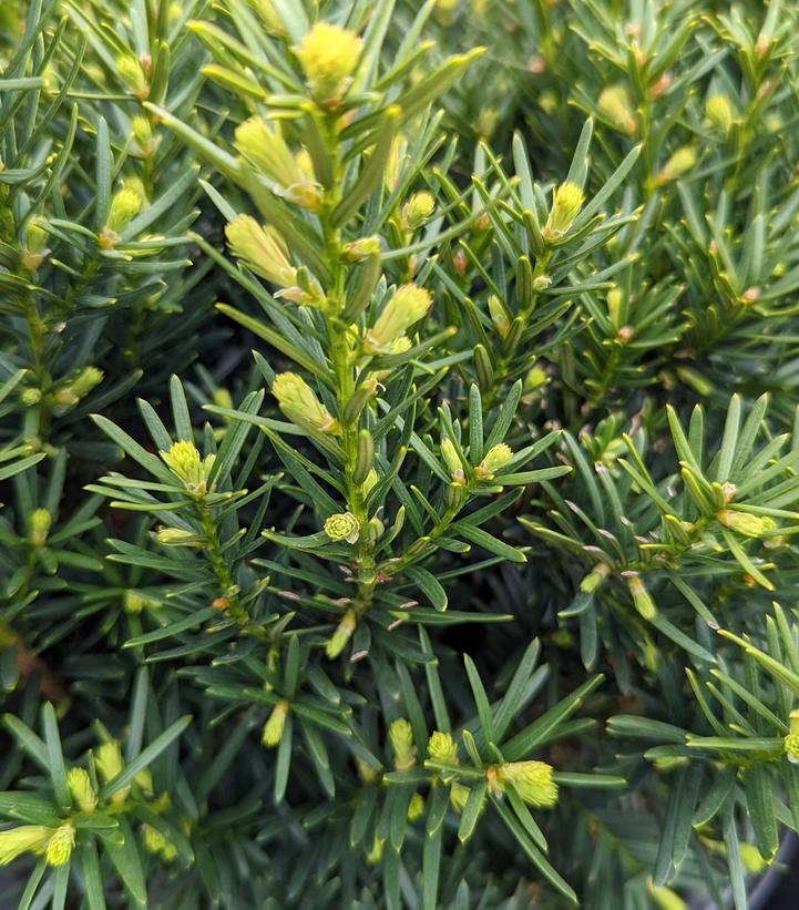 Taxus cuspidata Densiformis Dense Spreading Yew from Prides Corner Farms