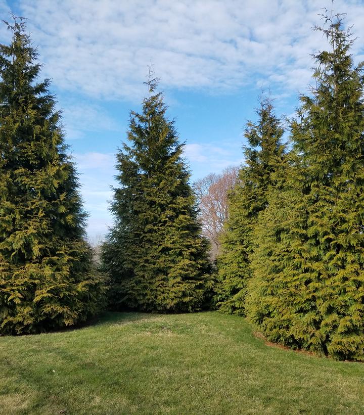 Thuja X 'Green Giant' Green Giant Western Arborvitae from Prides Corner