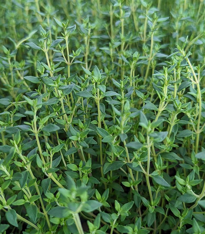 Thymus vulgaris English Thyme from Prides Corner Farms