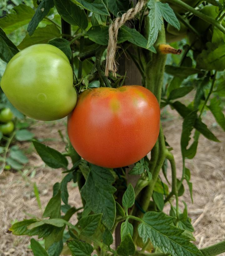 Tomato 'Big Beef' Big Beef Beefsteak Tomato from Prides Corner Farms