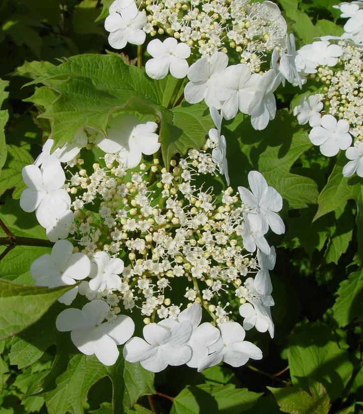 Viburnum trilobum 'Wentworth' Wentworth Viburnum from Prides Corner Farms