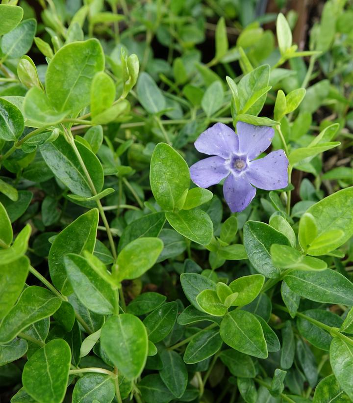 Vinca minor 'Darts Blue' Dart's Blue Periwinkle from Prides Corner Farms