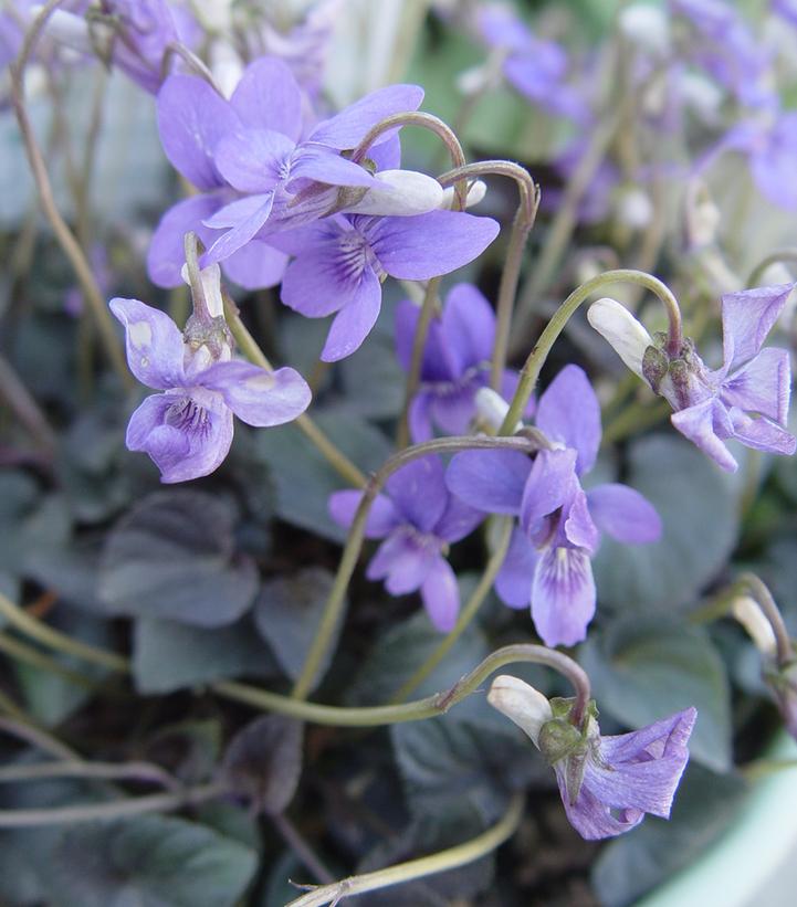 Viola labradorica Labrador violet from Prides Corner Farms