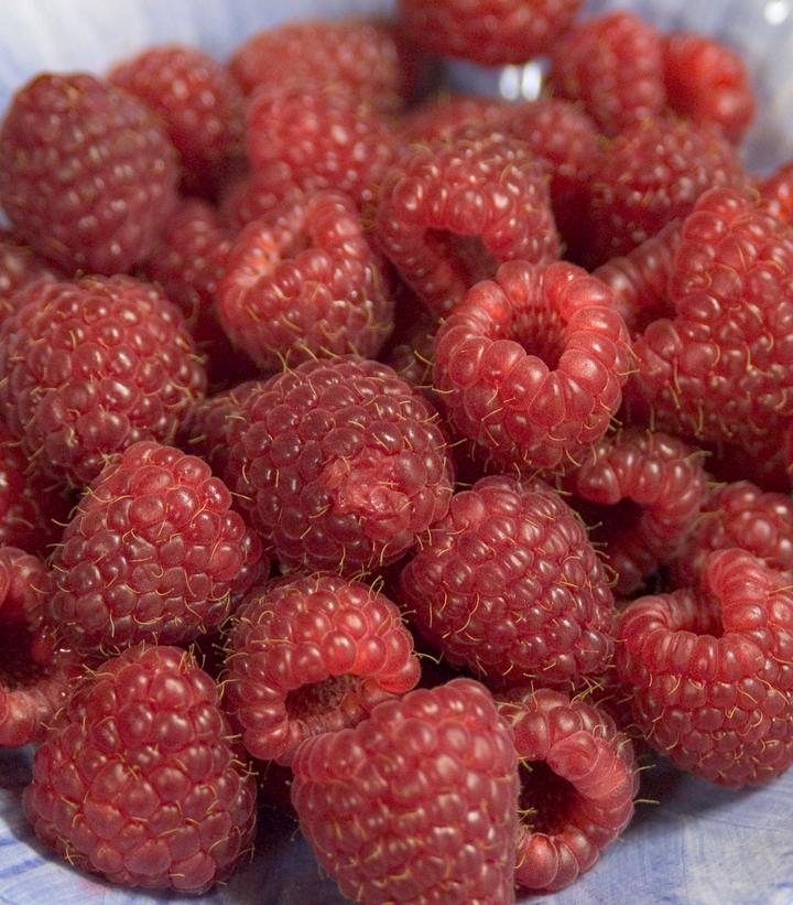Rubus Heritage Heritage Red Raspberry from Prides Corner Farms