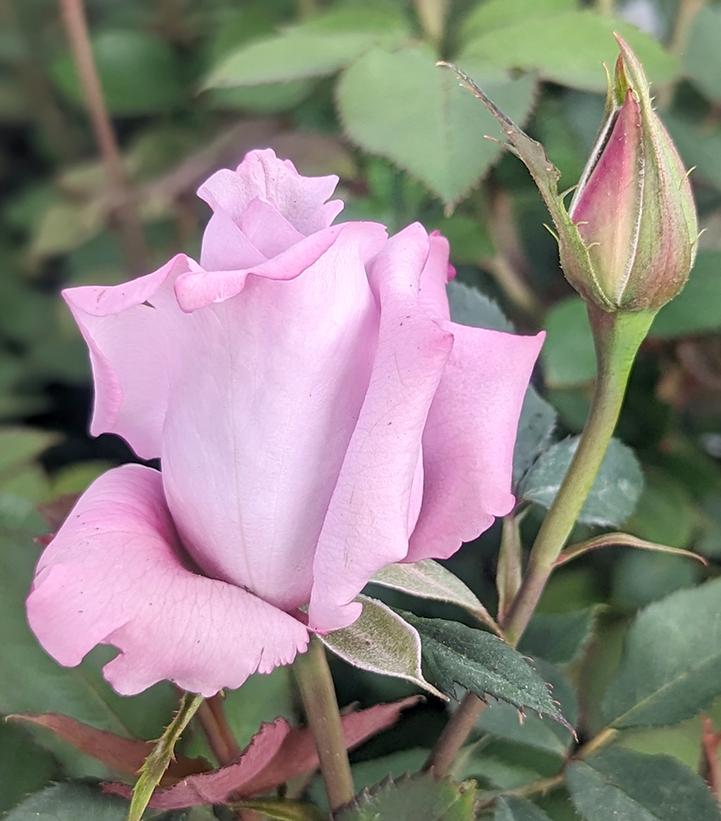 Rosa 'Blue Girl' Blue Girl Hybrid Tea Rose from Prides Corner Farms