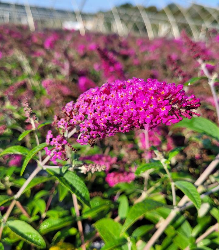 Buddleia x Miss Ruby Miss Ruby Butterfly Bush from Prides Corner Farms