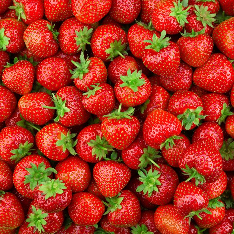 Strawberry Earliglow Earliglow Strawberry from Prides Corner Farms