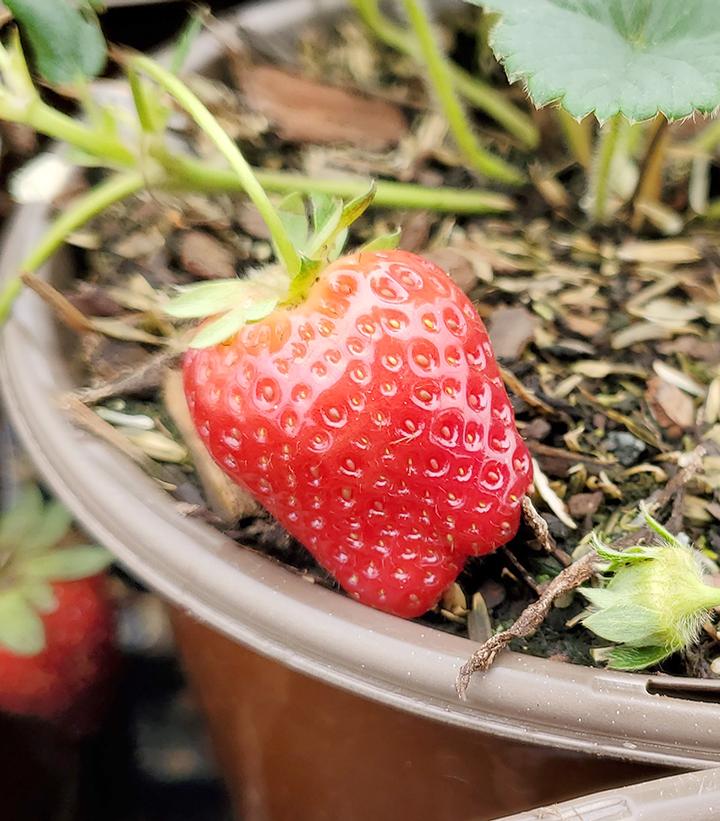 Strawberry Seascape Seascape Strawberry from Prides Corner Farms