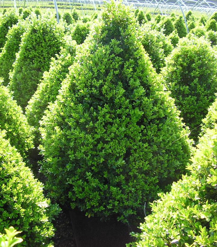 Buxus 'Cranberry Creek' Cranberry Creek Boxwood from Prides Corner Farms