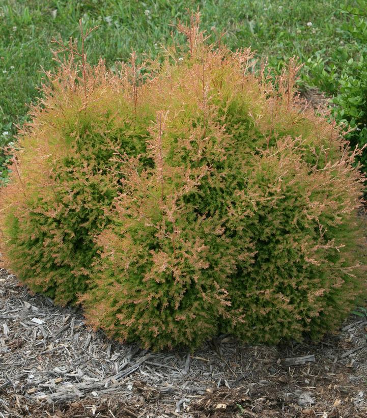 Thuja occidentalis Fire Chief™ Fire Chief™ Globe Arborvitae from Prides