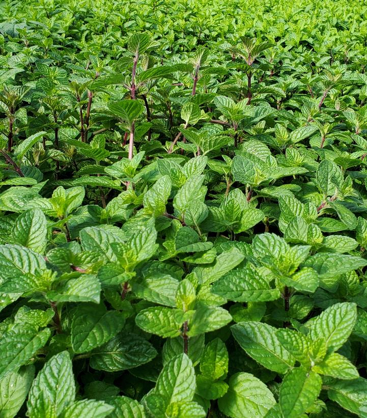 Mentha Berries & Cream™ Berries & Cream™ Peppermint from Prides Corner