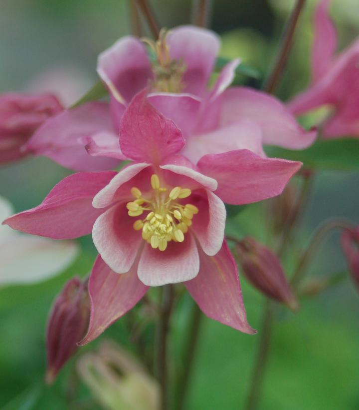 Aquilegia 'Biedermeir' Biedermeir Columbine from Prides Corner Farms