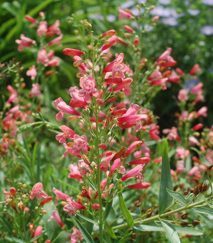 Penstemon 'Red Riding Hood' Red Riding Hood Beardtongue from Prides