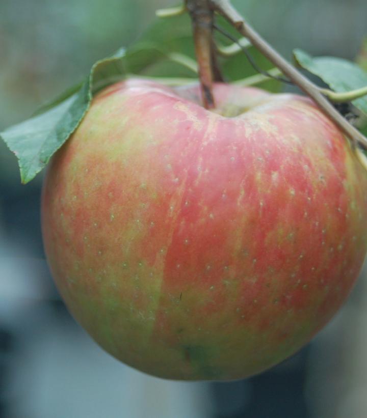 Malus X Royal Gala Royal Gala Apple from Prides Corner Farms