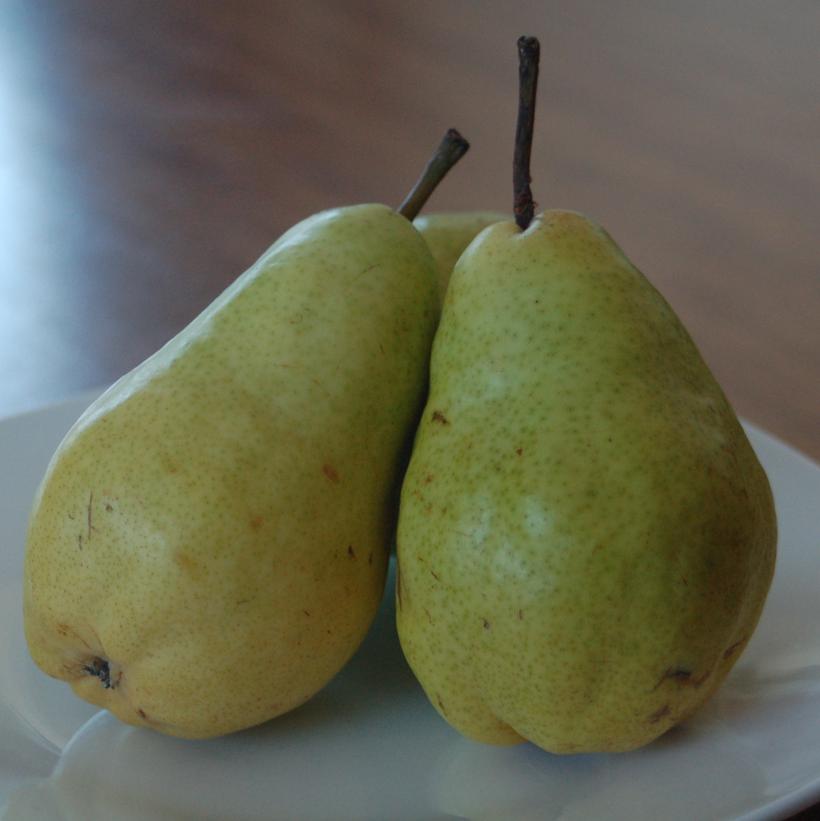 Pyrus X Bartlett Bartlett Pear from Prides Corner Farms
